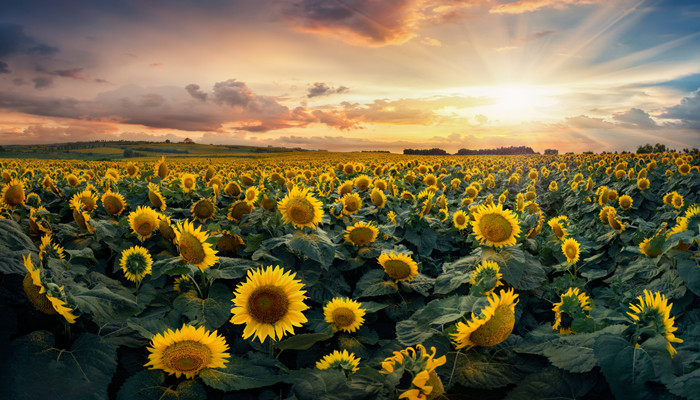 为什么向日葵会每天随着太阳转动 为什么向日葵会每天随着太阳转动原因