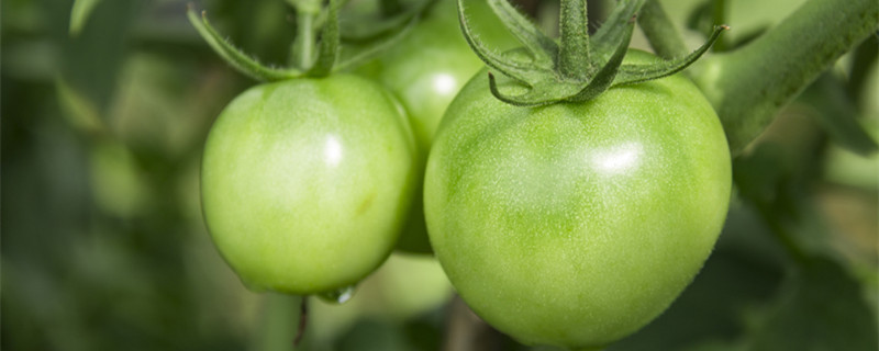 没成熟的青西红柿能吃吗 没成熟的青西红柿能吃吗有害吗