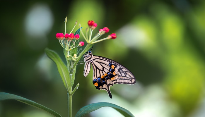 蝴蝶辨别食物味道用身体哪个部位 蝴蝶辨别食物味道是哪个部位