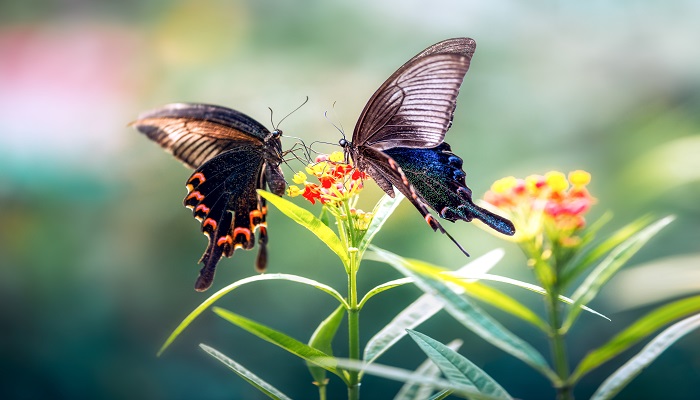 蝴蝶属于益虫还是害虫 蝴蝶到底是益虫还是害虫