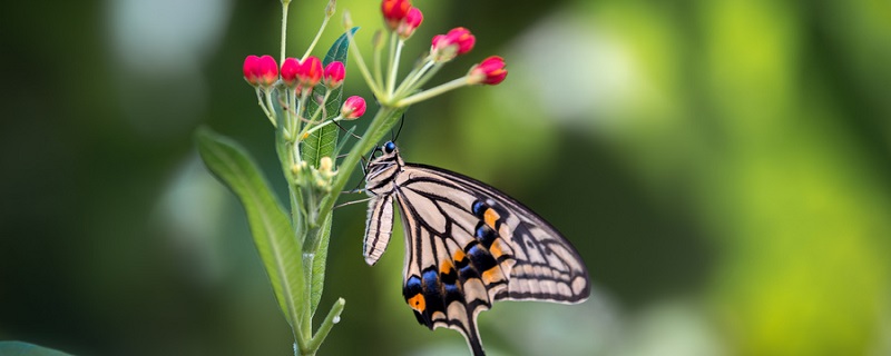 蝴蝶属于益虫还是害虫 蝴蝶到底是益虫还是害虫