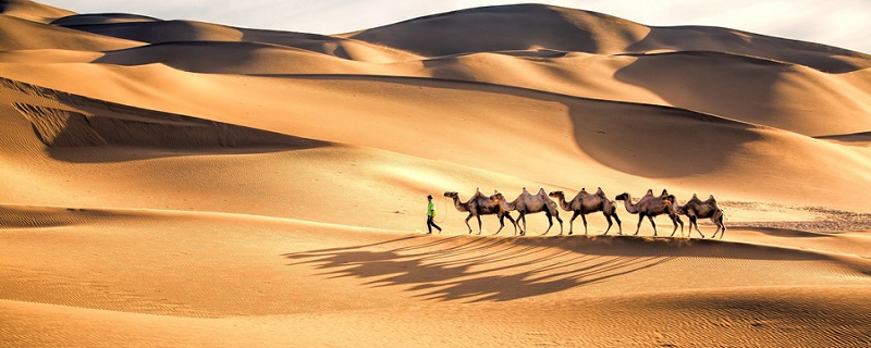 驼峰里面储存的是什么 骆驼驼峰储存的是什么东西
