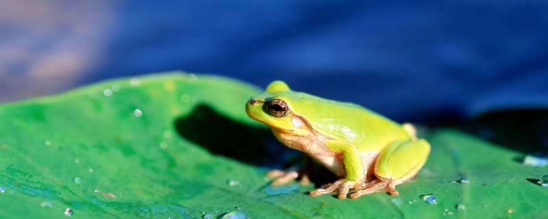 青蛙靠什么呼吸 青蛙用什么器官呼吸