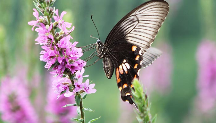 蝴蝶辨别食物味道用身体哪个部位 蝴蝶用身体哪个部位辨别食物味道