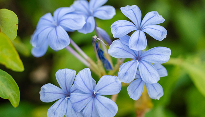 蓝色的花有哪些 有哪些蓝色的花