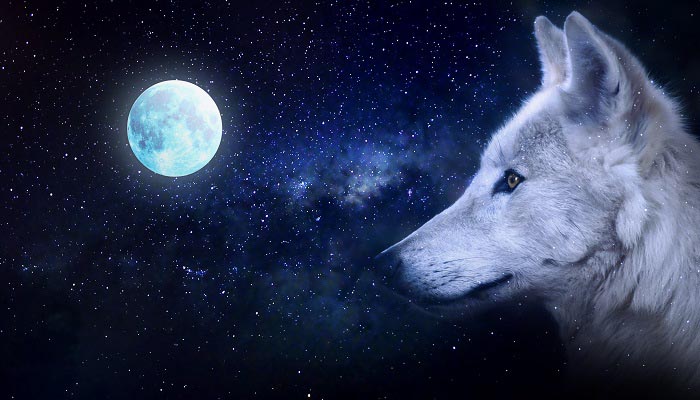 白眼狼是什么意思 白眼狼的意思是什么