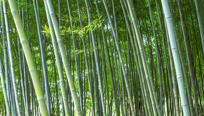 竹子的寓意是什么 竹子的寓意到底是什么