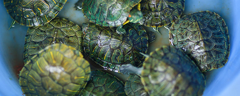 巴西龟寿命 巴西龟寿命有多长