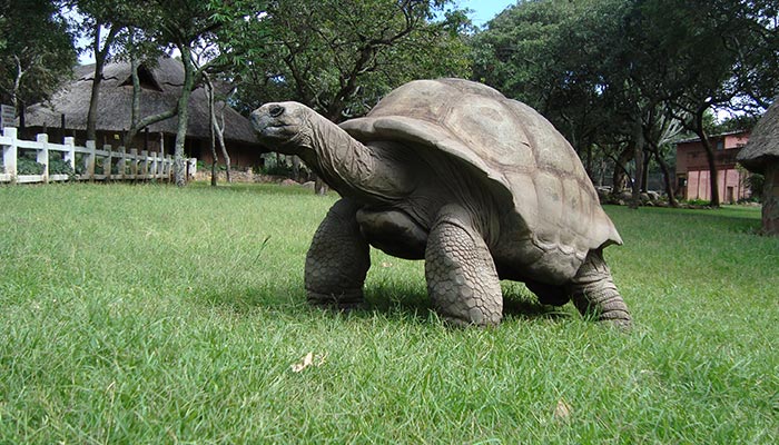 巴西龟寿命 巴西龟寿命有多长
