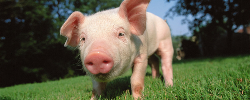 猪宝是什么东西 猪肚子里的猪宝是什么东西