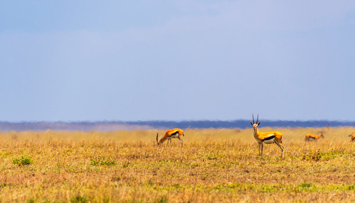 塞内加尔的气候受信风带影响,属夏雨冬干型的热带草原气候.