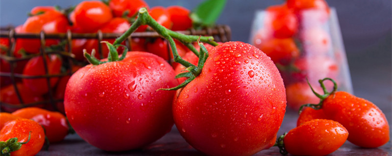 没成熟的西红柿能吃吗 没成熟的青西红柿能吃吗
