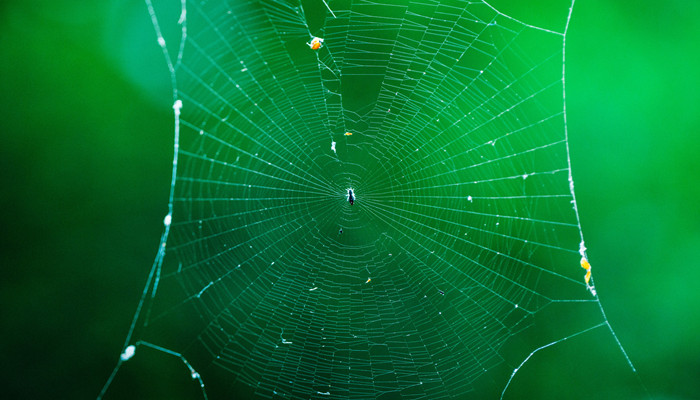蜘蛛丝有哪些作用蜘蛛丝有什么作用