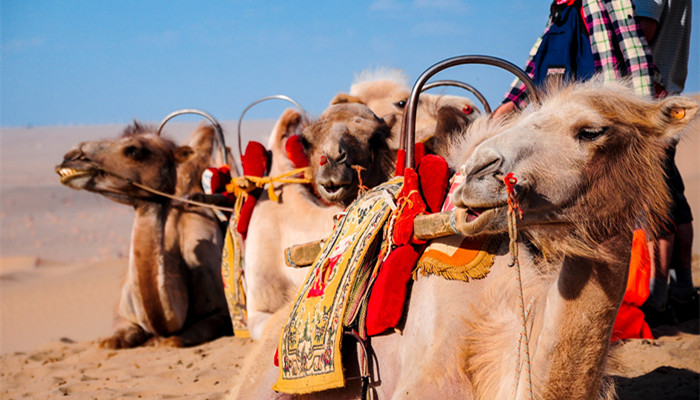 单峰骆驼与两峰骆驼的不同之处和特点 单峰骆驼与两峰骆驼的区别 单峰骆驼和双峰骆驼