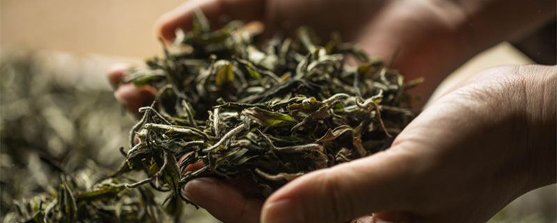 绿杨春茶属于什么茶 绿杨春是什么茶