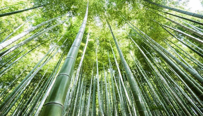 竹子是树还是草 竹子属于树还是草 