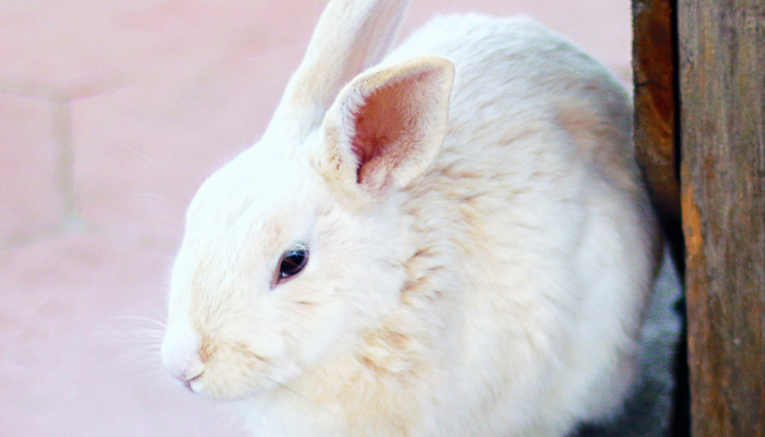 兔子的生活习性 兔子的生活特征和生活方式