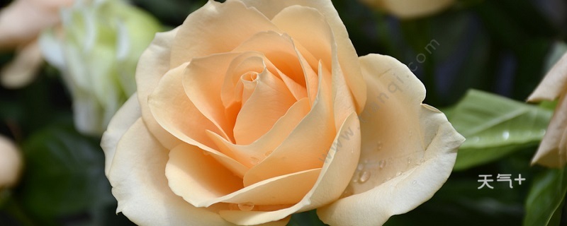 绿玫瑰代表什么绿玫瑰花语是什么 绿玫瑰花的花语和寓意