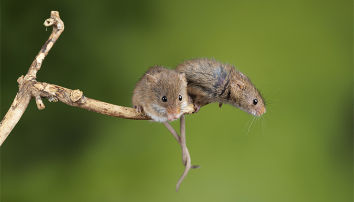 鼠疫的传播途径 鼠疫的传播途径主要有哪些