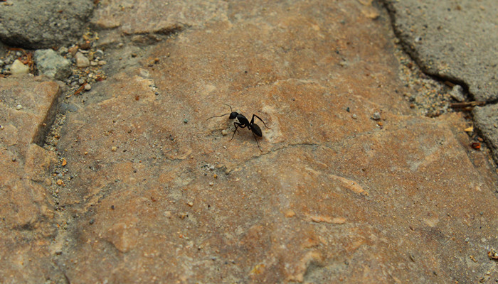 蚂蚁是不是昆虫 蚂蚁是昆虫吗