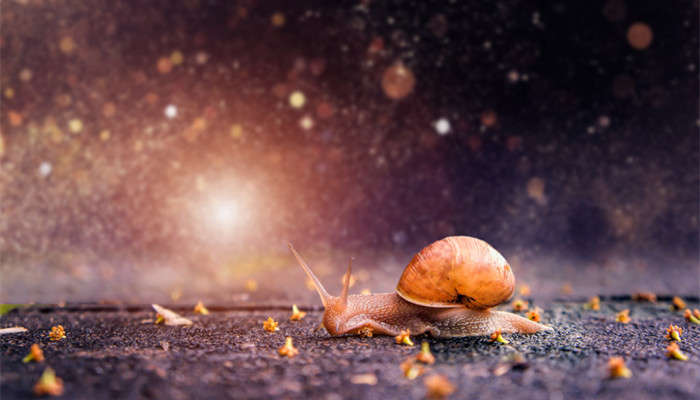 蜗牛的生活习性 蜗牛的生活特征