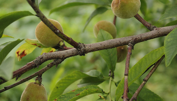 桃树施什么肥 桃树的施肥方法