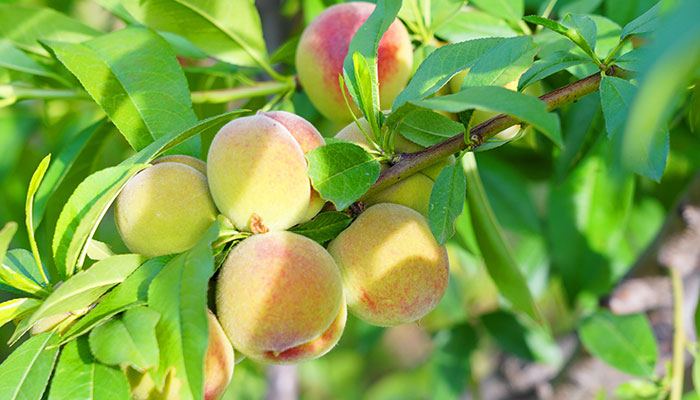 桃树硬核期施什么肥 桃树硬核期怎么施肥