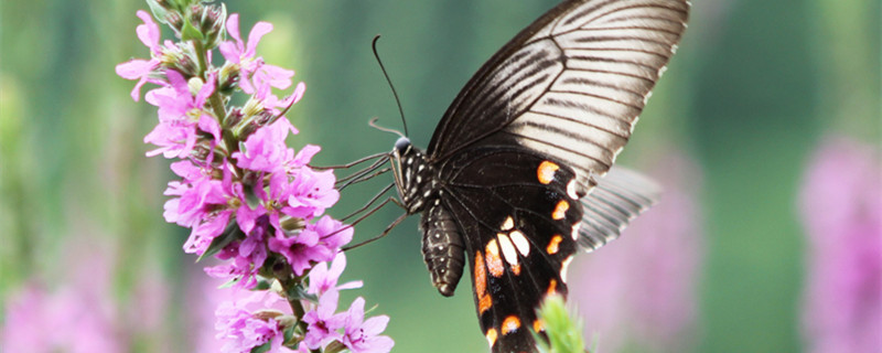 蝴蝶的特点和本领 蝴蝶的特点和本领是什么