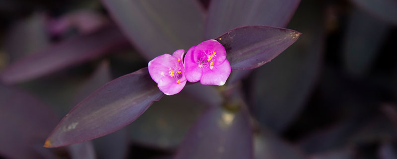紫薇花盆景怎么造型 紫薇花盆景怎么做造型