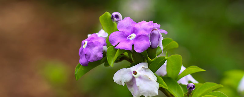 紫荆花栽培方法 紫荆花的栽培方法