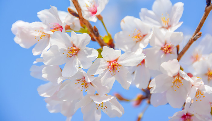 樱花花期在几月 樱花一般在几月份
