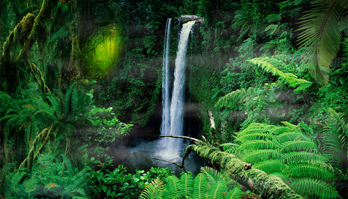 热带雨林的作用 热带雨林有哪些作用