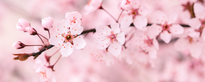樱花花期在几月 樱花一般在几月份
