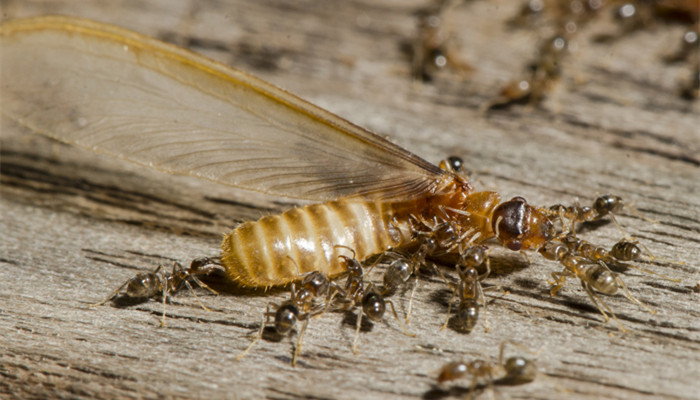 有翅膀的蚂蚁是什么  有翅膀的蚂蚁叫什么名字