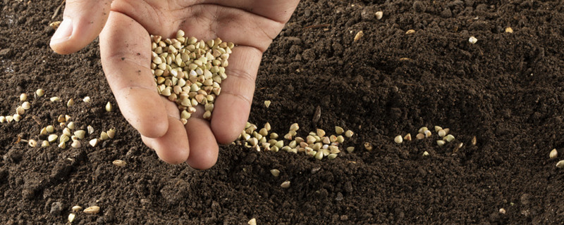 什么是酸性土壤 酸性土壤的定义 