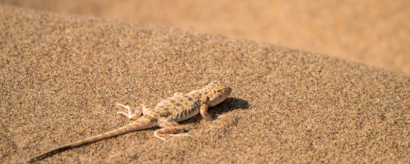 沙漠里有什么沙漠里有什么动物