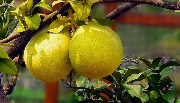 柚子树施什么肥最好 柚子树施什么肥