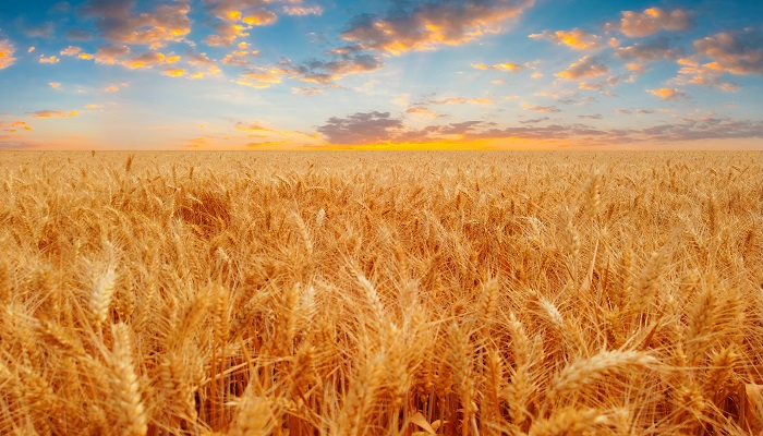小麦什么时候传入中国 小麦是什么时候引进到中国的
