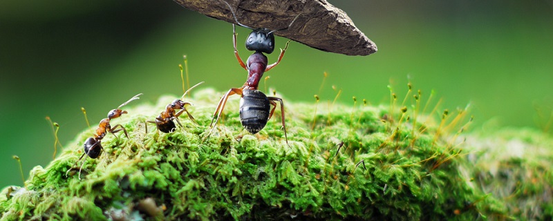 蚂蚁的分工 蚂蚁的分工有什么