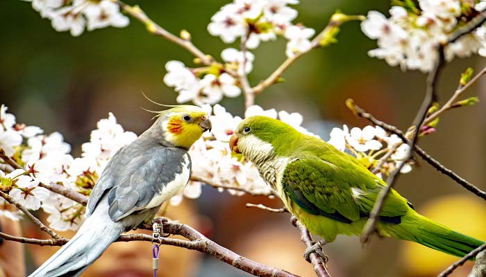 爱情鸟是什么鸟 最忠贞的爱情鸟是什么鸟 