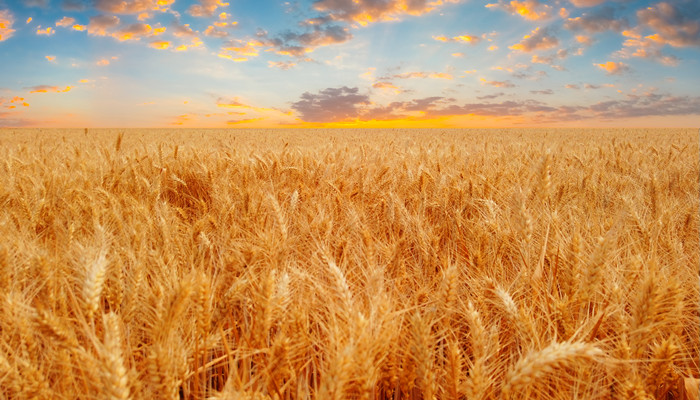 收麦子是几月份 收麦子是什么季节