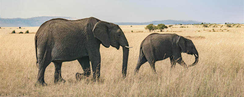 大象喜欢吃什么食物 大象生活环境