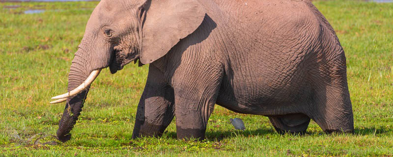 公象和母象区别办法 怎么区分大象的公母