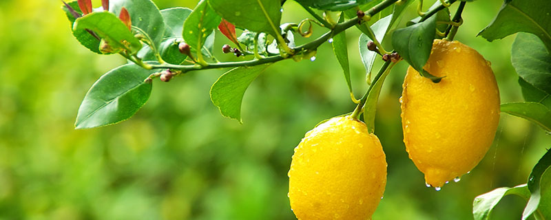 盆栽柠檬的种植方法 盆栽柠檬怎么种植