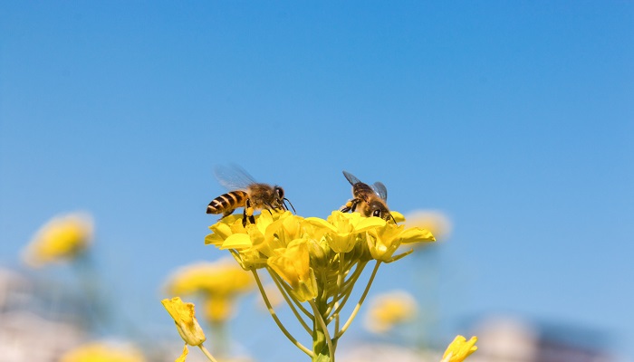 如何驱赶蜜蜂 怎么驱赶蜜蜂 