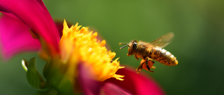 如何驱赶蜜蜂 怎么驱赶蜜蜂 