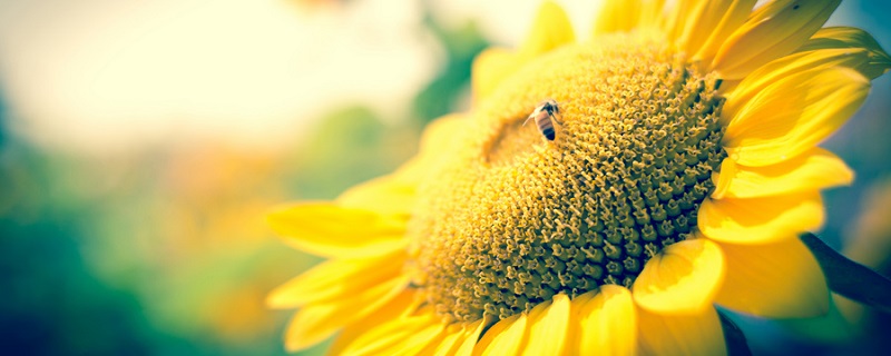 蜜蜂怕什么怎么驱赶 蜜蜂害怕什么该怎么驱赶
