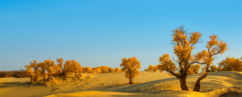 为什么胡杨能在沙漠中生长 胡杨能在沙漠上生长是因为什么