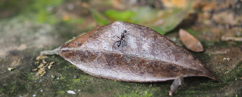 蚂蚁外形特点和生活特征 蚂蚁的外貌特点和生活特征