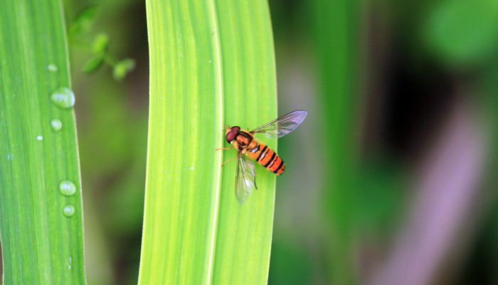马蜂和黄蜂的区别 马蜂和黄蜂的区别是什么